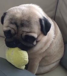 Sad Pug Meme Template