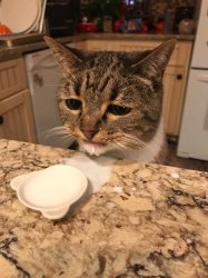 Cat Spilled milk Meme Template