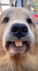 Dog Meme Template
