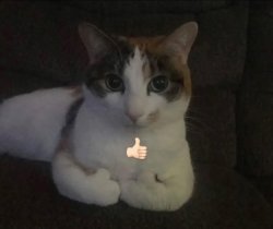 like cat Meme Template