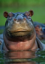 Hippo Friday Meme Template