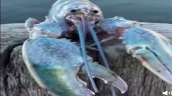 Deadass Lobster Meme Template