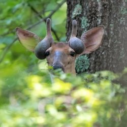 Deer Balls Meme Template