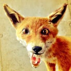 Bad Taxidermy Fox Meme Template
