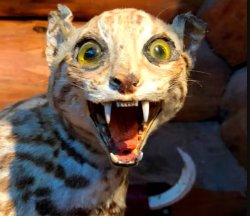 Bad Taxidermy Cat Meme Template