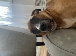 dog Meme Template