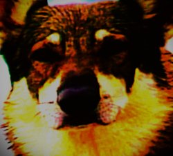 hellahund Meme Template