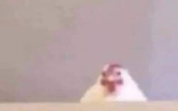 GD chicken Meme Template