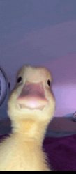 Duck Meme Template