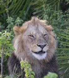 Lion Cheems Meme Template