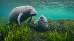 Manatee Monday Meme Template