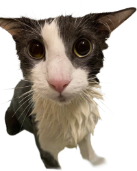Soggy Cat Meme Template