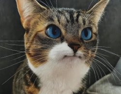 Really cat Meme Template