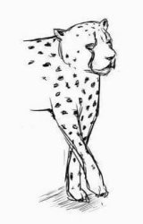 leopard draft Meme Template