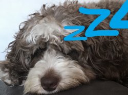 Nova GN! Meme Template