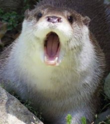 Shocked otter Meme Template