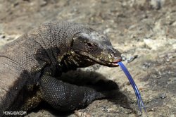 Performance Monitor Lizard Meme Template