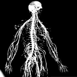 Nervous system Meme Template