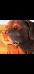 Dog meme Meme Template