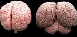 brain Meme Template