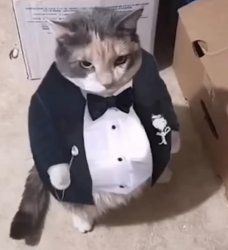 gentleman cat Meme Template