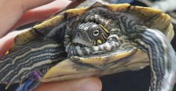 turtle Meme Template