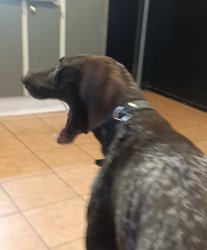Dog Meme Template