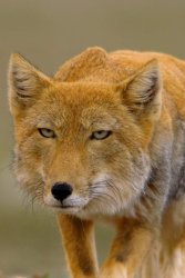 Foxy fox Meme Template