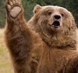 Bear asking a question Meme Template