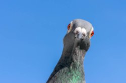 Pigeon stare down Meme Template