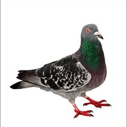 Pigeon Meme Template