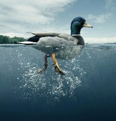 Duck Gliding Busy Legs Meme Template