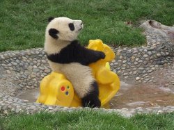 You Rock Panda Meme Template