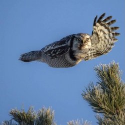 owl waving Meme Template