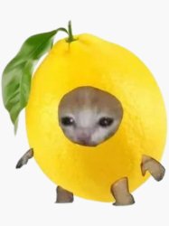 Lemon Kitten Meme Template
