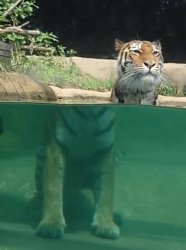 Beheaded Tiger Meme Template