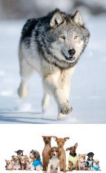 Wolf vs Dog Evolution Meme Template