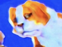 side eye dog Meme Template