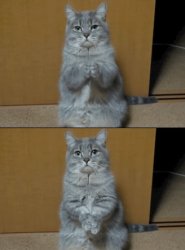 cat but how Meme Template