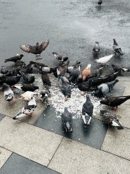 pigeons eating rice Meme Template