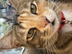 Bruh cat Meme Template