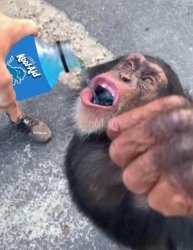 This ape only craves Meme Template