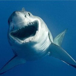 Shark week Meme Template