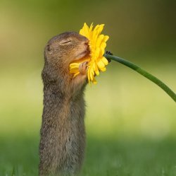 Squirrel Meme Template