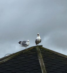 Screaming seagull Meme Template