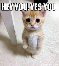 You yes you Meme Template