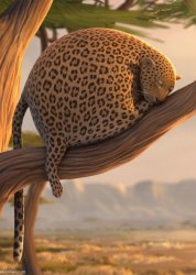 fat leopard Meme Template