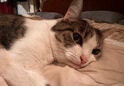 Cat takes no shit Meme Template