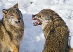 Wolf Snarling at Wolf Meme Template
