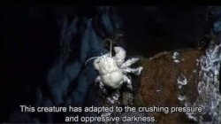 creature opressive Meme Template